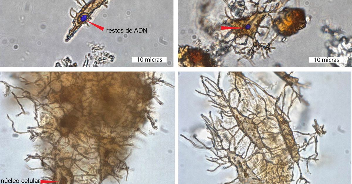 Hallan restos de ADN en un fósil de tortuga de 6 millones de años