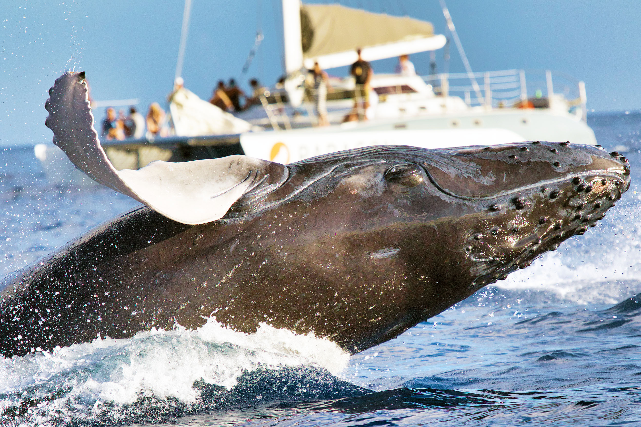 Los científicos tienen una ‘conversación’ de 20 minutos con la ballena jorobada • Earth.com