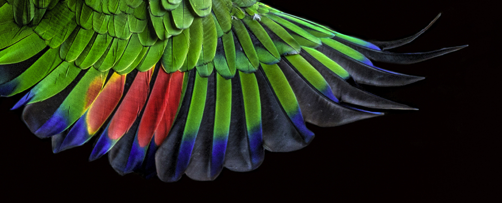 Los científicos descubren un patrón antiguo escondido en las plumas de las aves: ScienceAlert