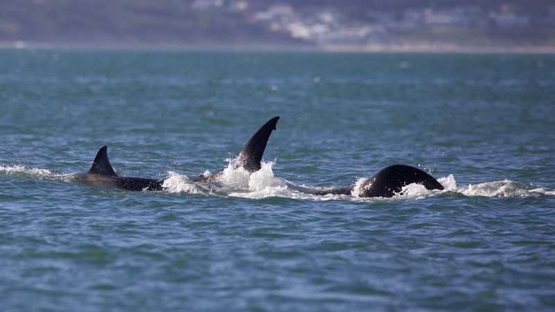 Mata a una gran orca blanca en menos de dos minutos y se alimenta de su hígado