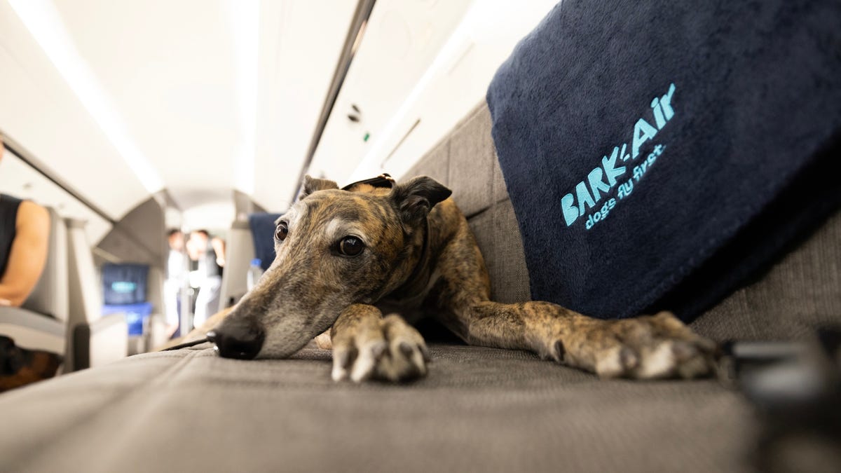 BARK Air, la primera aerolínea canina, sale del aeropuerto Westchester de Nueva York