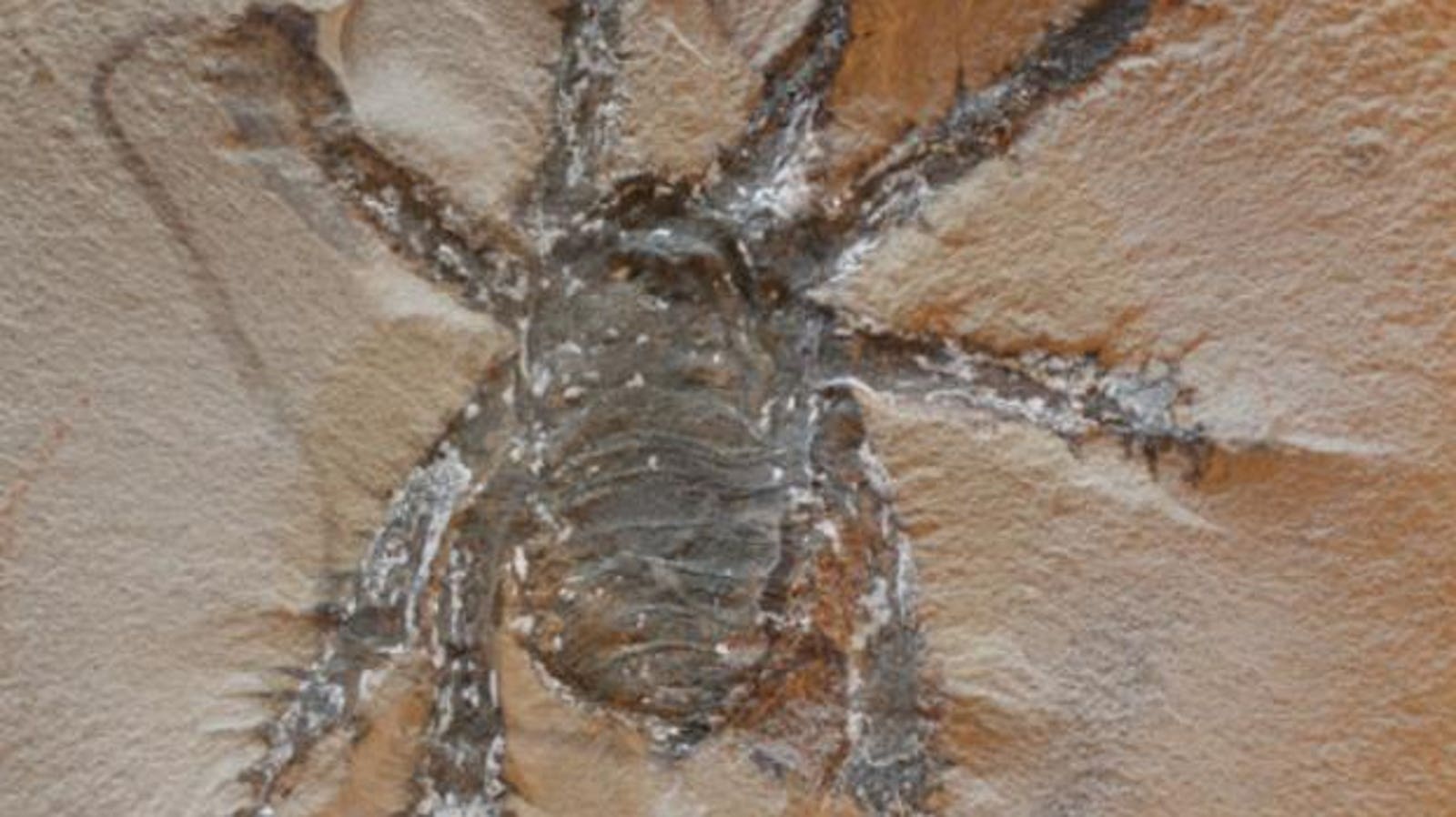 Conozca a la "araña espinosa" de 300 millones de años encontrada en uno de los mejores sitios de caza de fósiles de Estados Unidos.