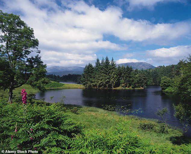 Los restos de ovejas fueron descubiertos por la residente de Cumbria, Sharon Larkin Snowden, en un sitio elevado no revelado en octubre (imagen de archivo)