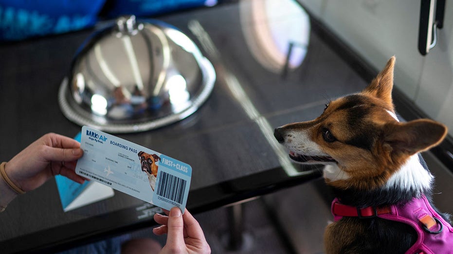 Un perro sentado en el asiento de un avión con una comida lujosa en la mesa