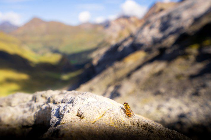 Una mosca de la mermelada se posa sobre una roca que domina los Pirineos