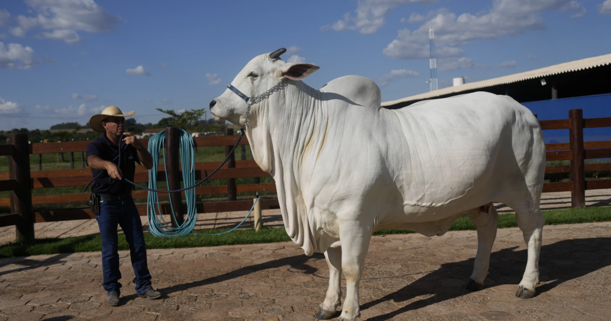 Brasil presentó una súper vaca valorada en 4 millones de dólares, el doble de carne que cualquier otra vaca de su raza