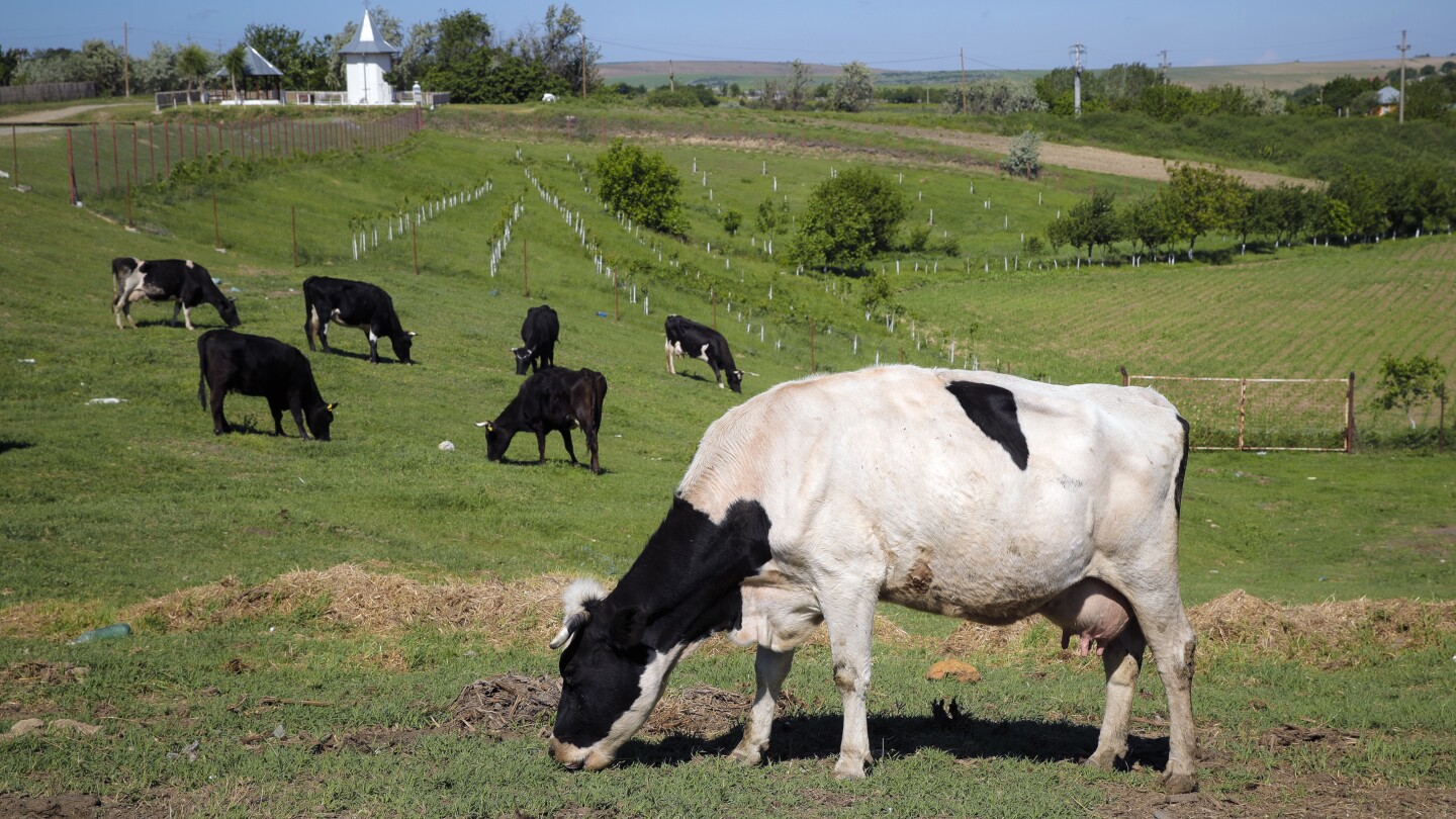 Las vacas y los cerdos invasores se enfrentarán a un impuesto al carbono en Dinamarca, el primero de su tipo en el mundo