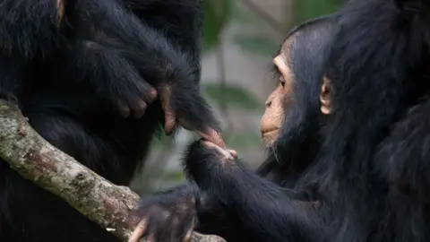 El gato del Hobbiter Primer plano de un chimpancé salvaje comunicándose mediante gestos