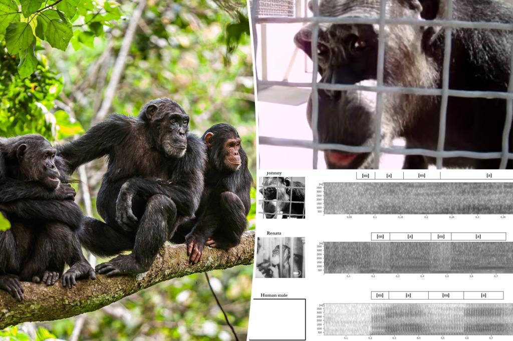 Los chimpancés parecen poder hablar con los humanos: investigadores