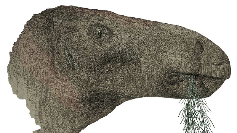 El descubrimiento de un fósil de dinosaurio completo de hace un siglo en el Reino Unido revela una nueva especie