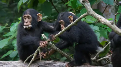 Gato chimpancé salvaje Hobbiter 