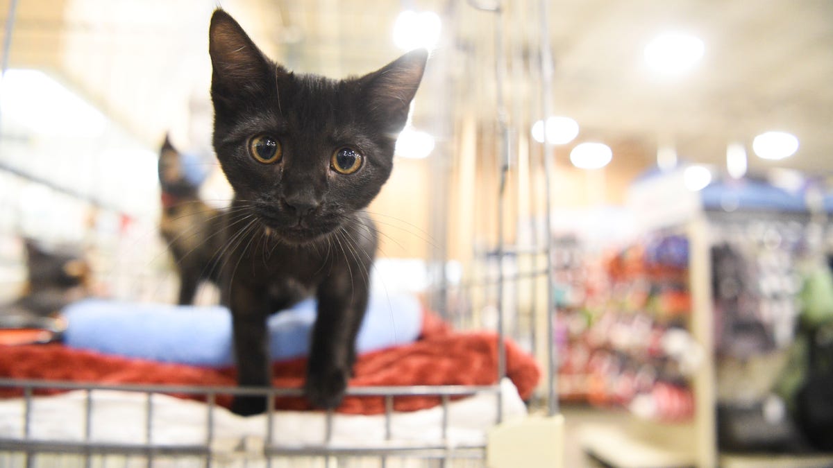 Una universidad contrata tutores de gatitos para estudiar el corte de uñas